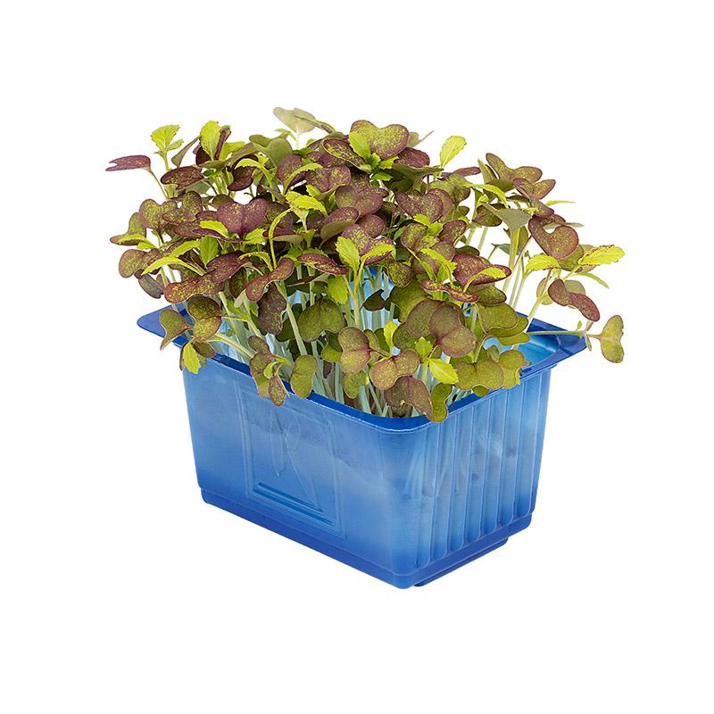 Bicolor-Mustard-Cress-LF