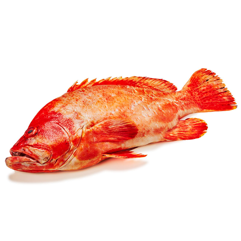 Erdbeer-Grouper-OWN-D-