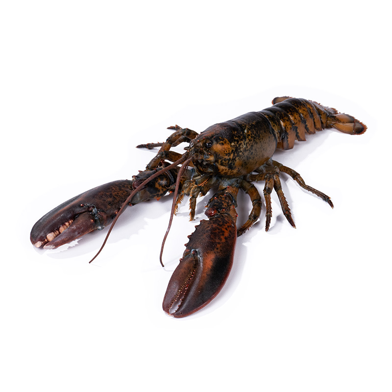 TK-MSC-Pressure-Hummer-or41802-OWN-