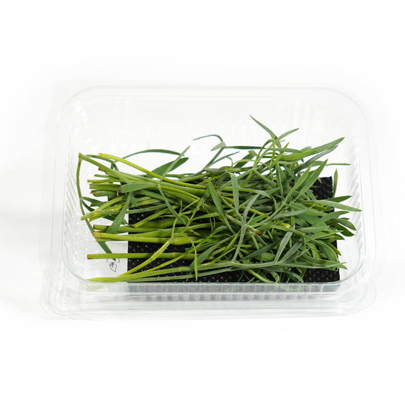 Meerfenchel-2 bei R-express Gastronomie Lebensmittel Grosshandel online kaufen