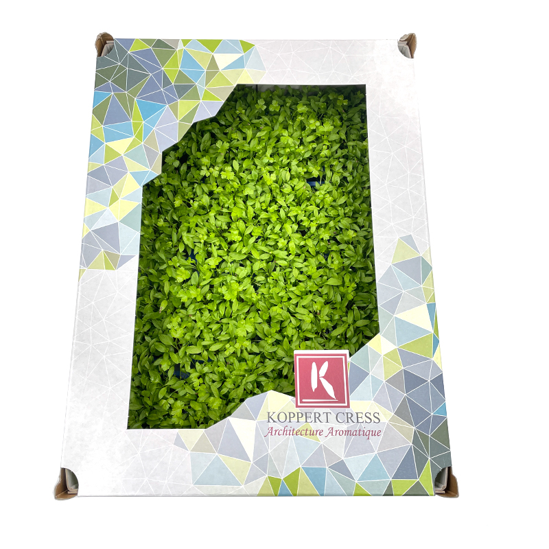 Persinette-Cress-2 bei R-express Gastronomie Lebensmittel Grosshandel online kaufen