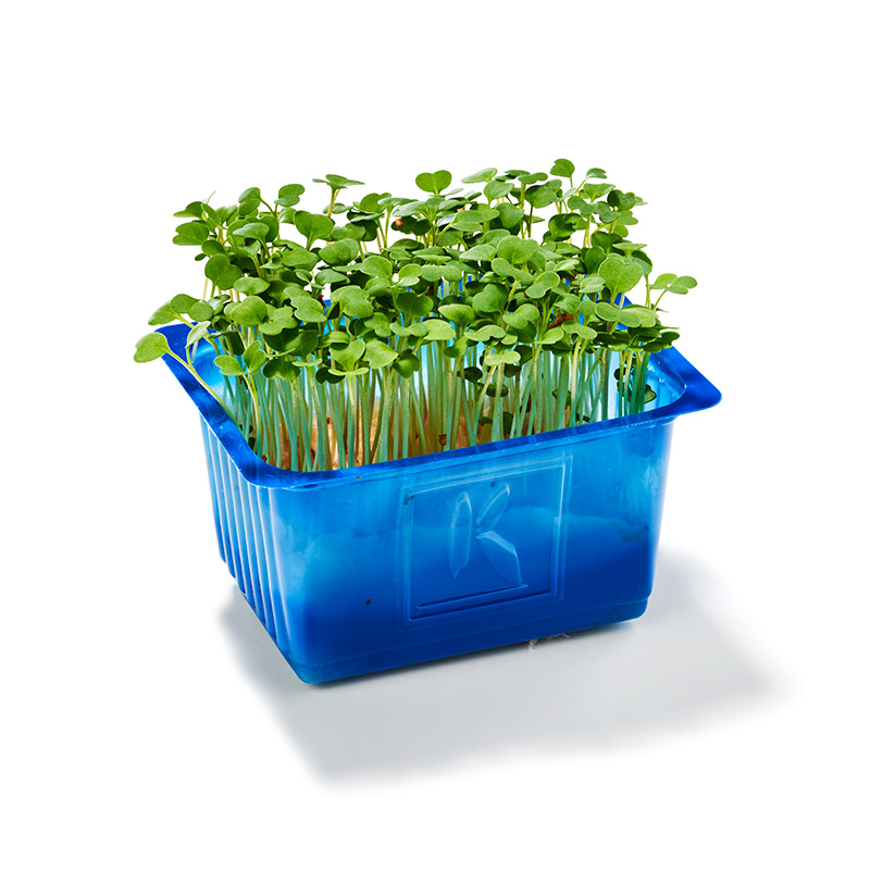 Ruccola-Cress-OWN-D