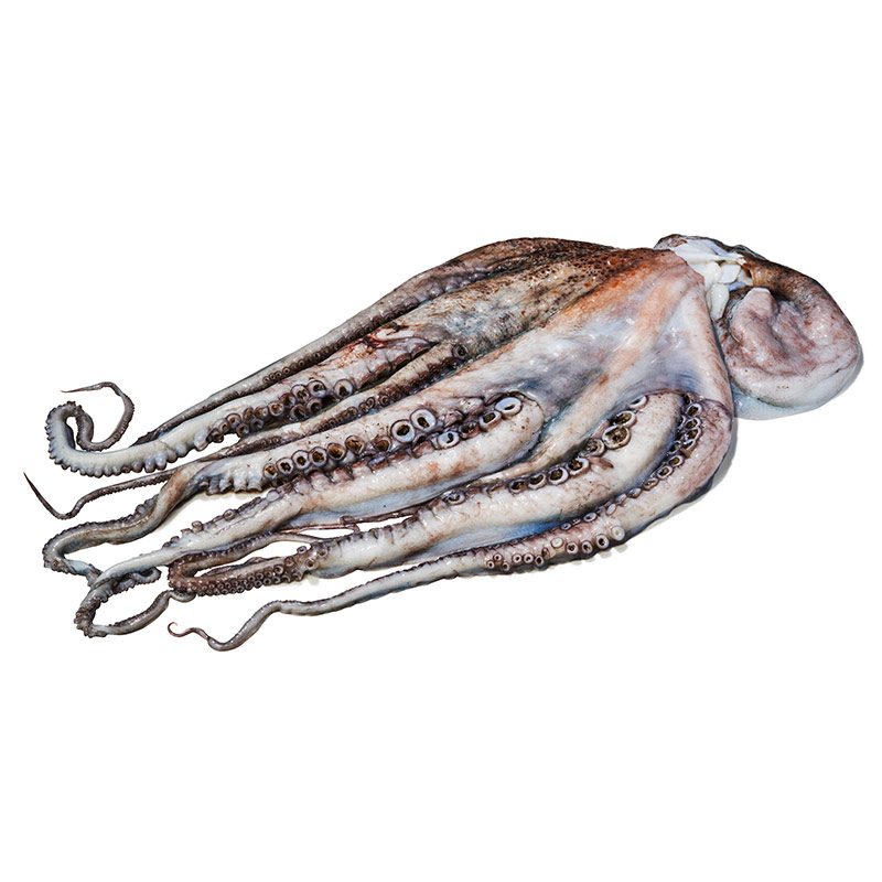 Pulpo-geputzt-or4207-OWN-D-