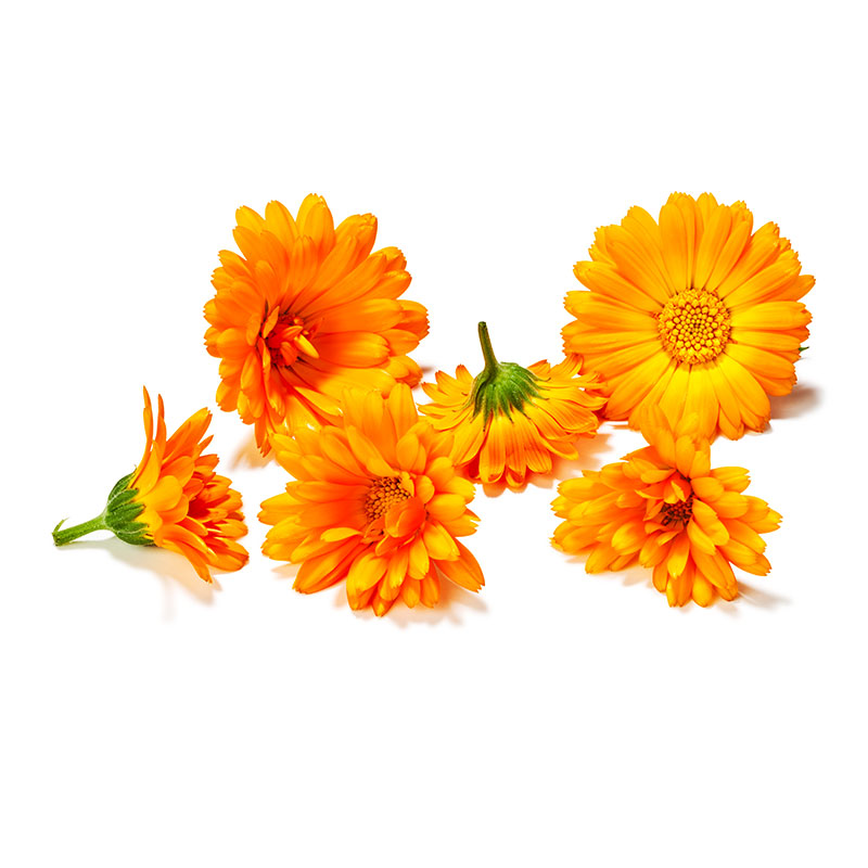 Ringelblume-Orange-OWN-D-