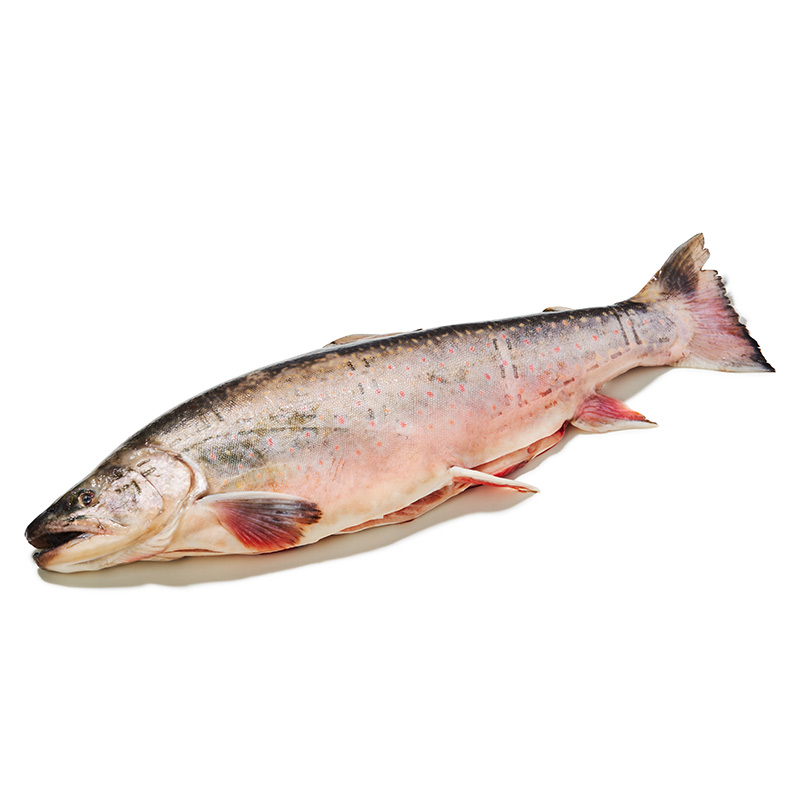 Elsässer-Saibling-or12285-OWN-D