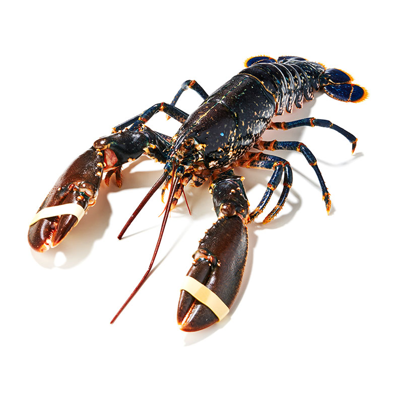 Hummer-Schottland-OWN-D-