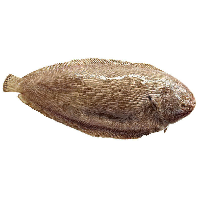 Senegal-Seezungen-400-600g-Zucht-IS bei R-express Gastronomie Lebensmittel Grosshandel online kaufen