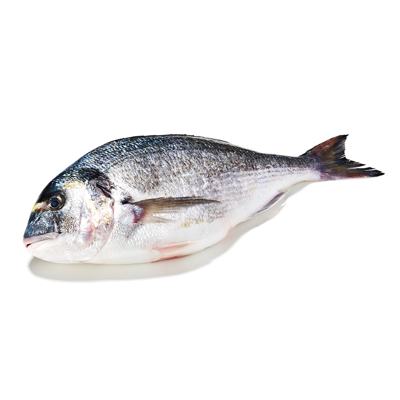 Dorade-Royal-or14466-OWN-D