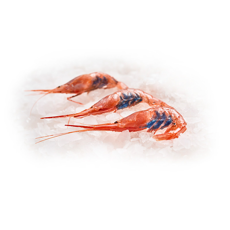 Blaubauchgarnelen-LF