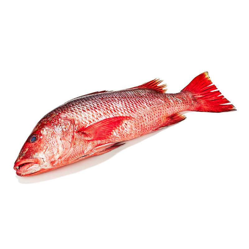 Red-Snapper-ausgen-or9945-OWN-D-