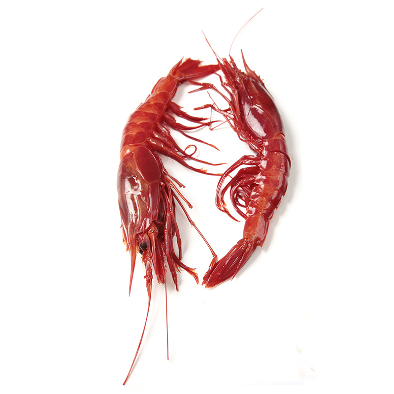 TK-Gamba-Roja-Tiefsee-Rotgarnele-AD