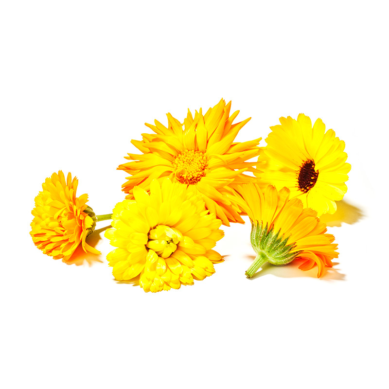 Ringelblumen-OWN