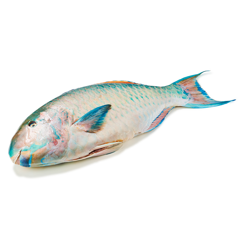 Papageifisch-or14848-OWN-D