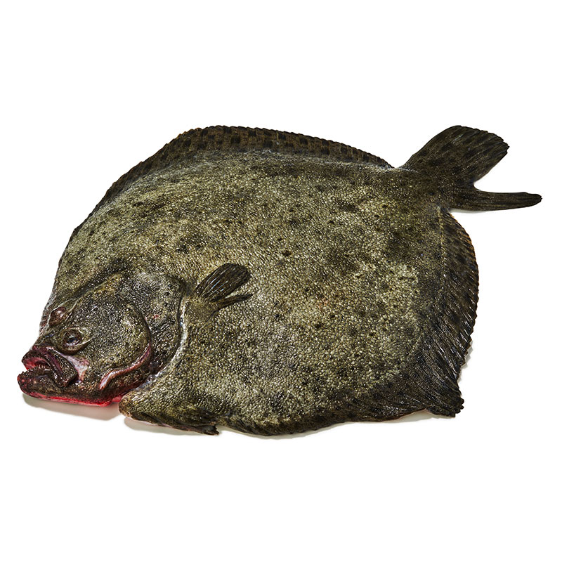 Steinbutt-rund-or25592-OWN-D