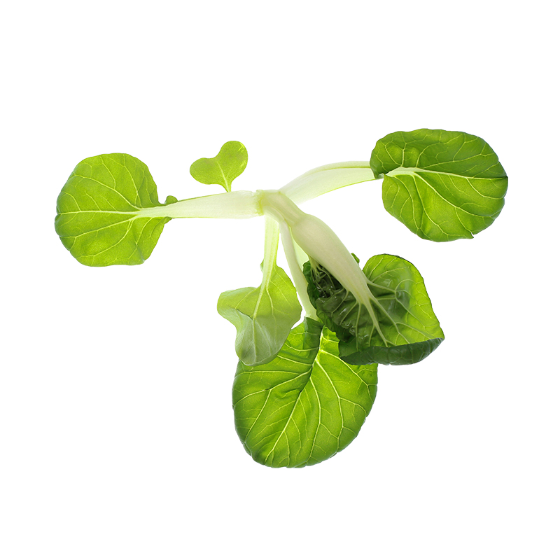 wilder-pak-choi bei R-express Gastronomie Lebensmittel Grosshandel online kaufen