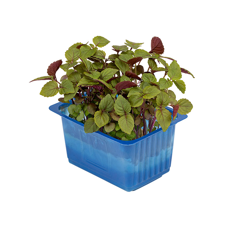 Shiso-bicolor-cress-LF