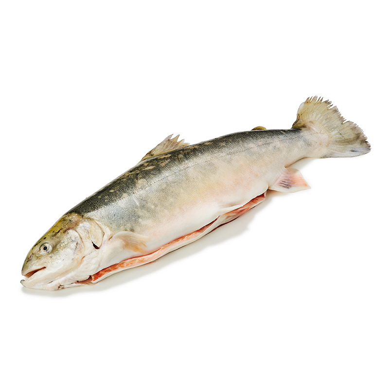 Seesaibling-ausgenommen-or41444--OWN-D