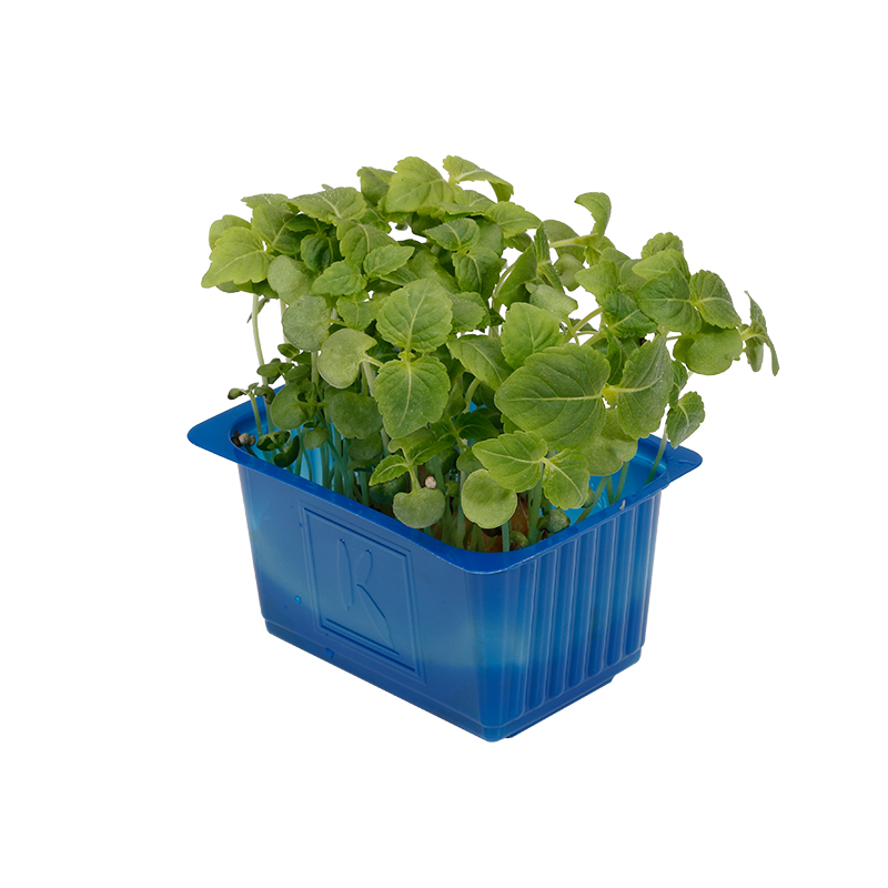 Cress-ShisoGreen bei R-express Gastronomie Lebensmittel Grosshandel online kaufen