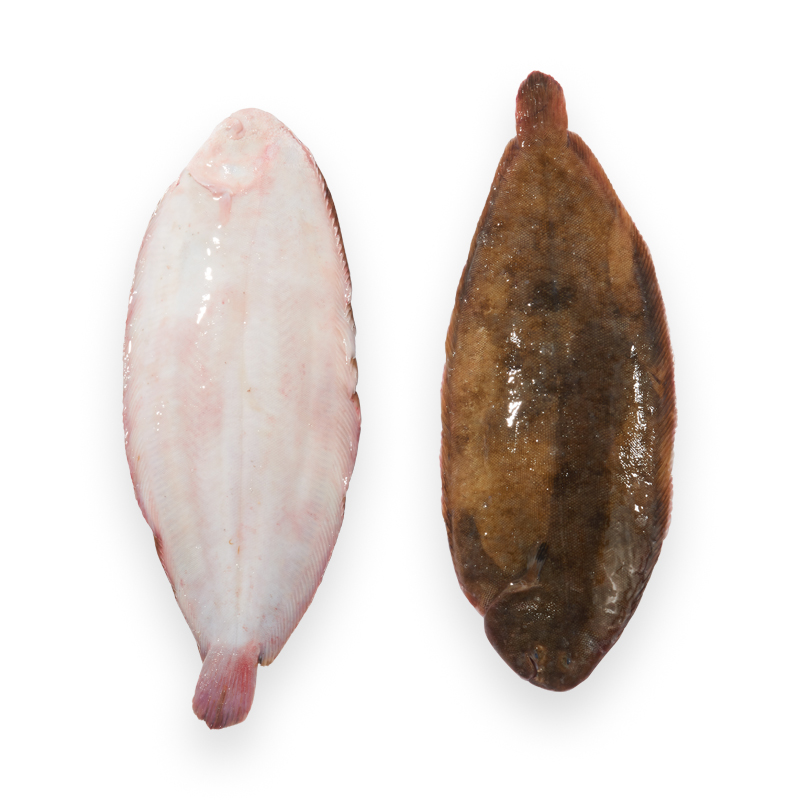 TK-Seezunge bei R-express Gastronomie Lebensmittel Grosshandel online kaufen