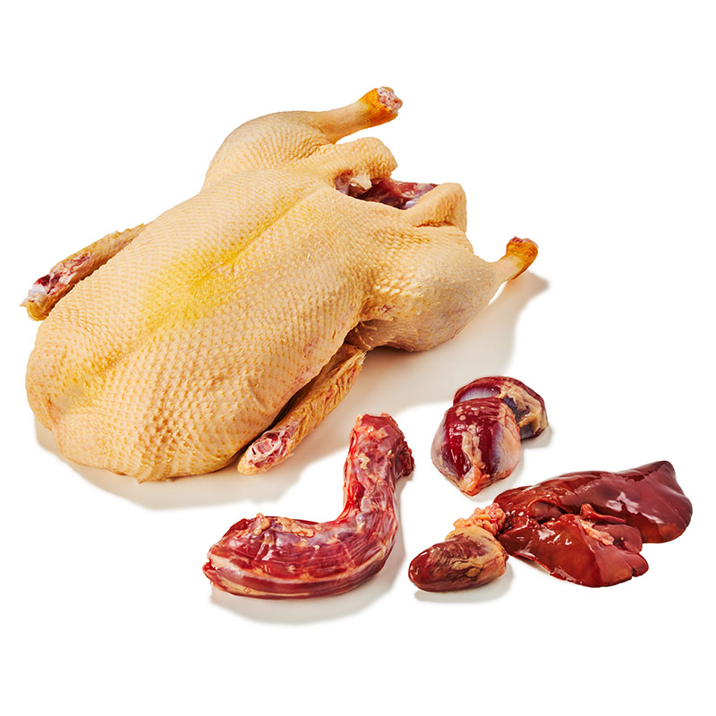Oldenburger-Ente-or4182-OWN-D