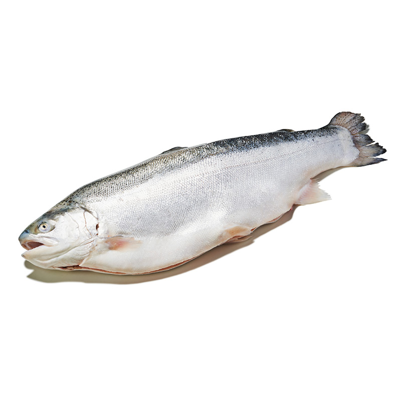 Fjordforelle-ausgenommen-or13533-OWN-D