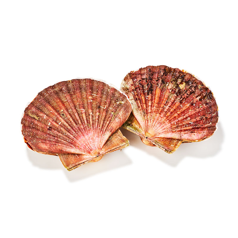 Jakobsmuschel-or23326-OWN-D