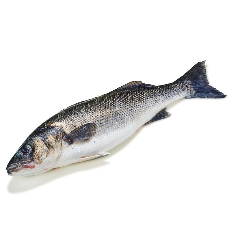 Ikejime-Wolfsbarsch-or40284-OWN-D