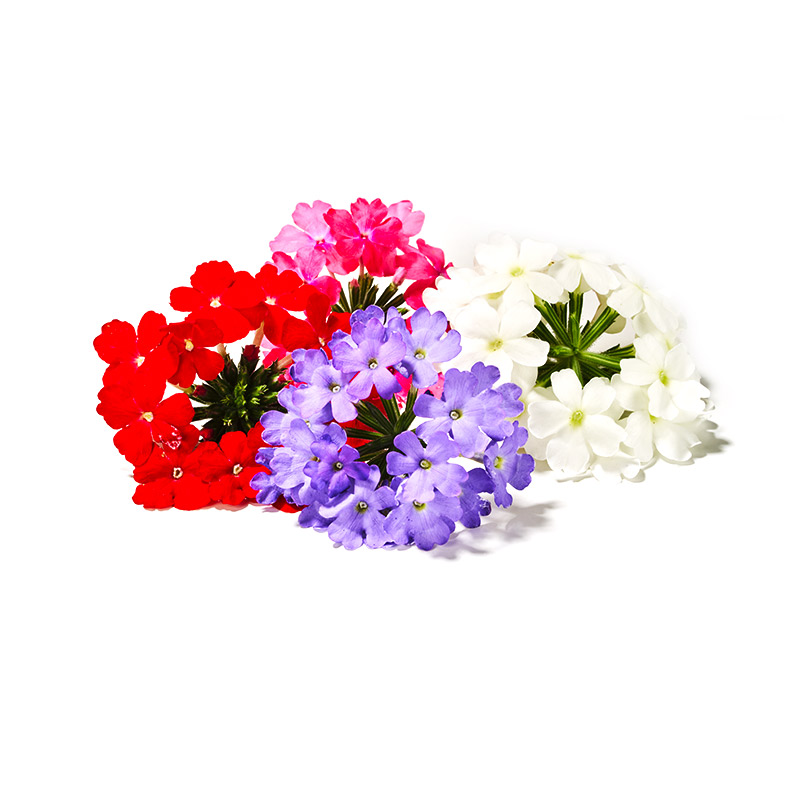 Verbene-Blüten-OWN-D2