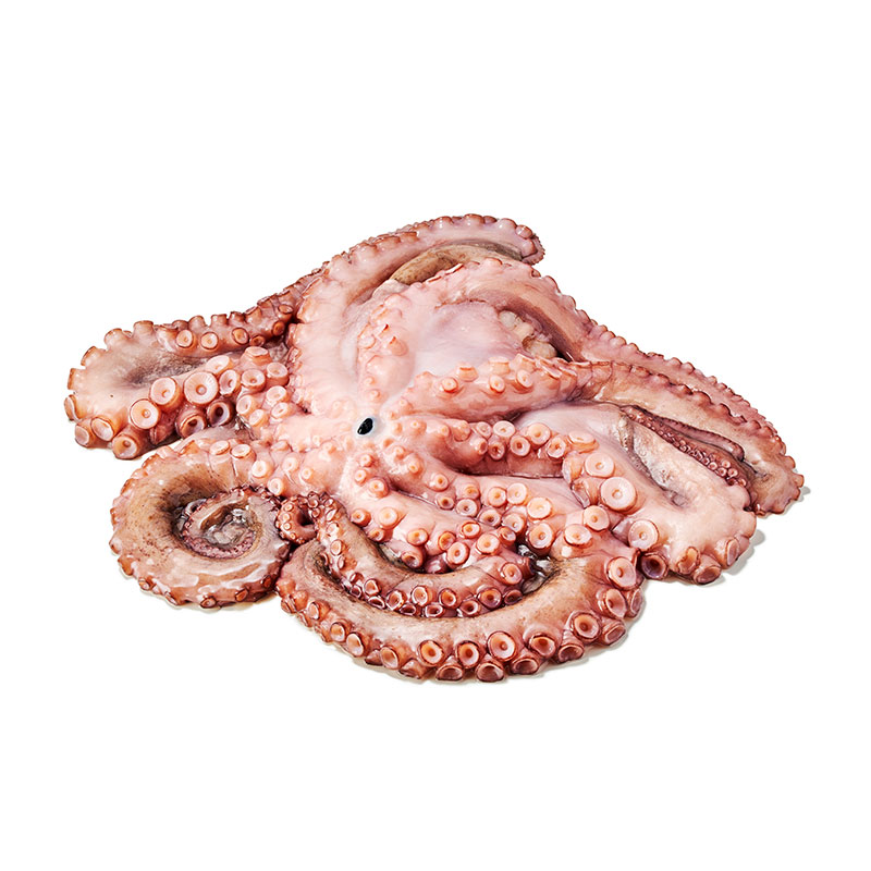 TK-Pulpo-or23200-OWN-D-