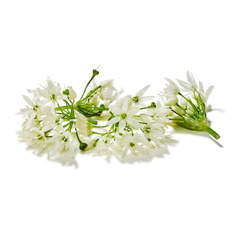 Bärlauchblüten-OWN-D