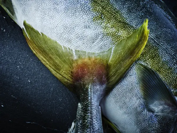 Fisch
