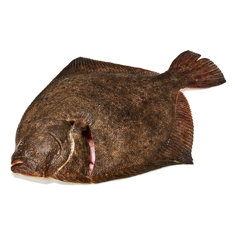 Steinbutt-or14222-OWN-D-