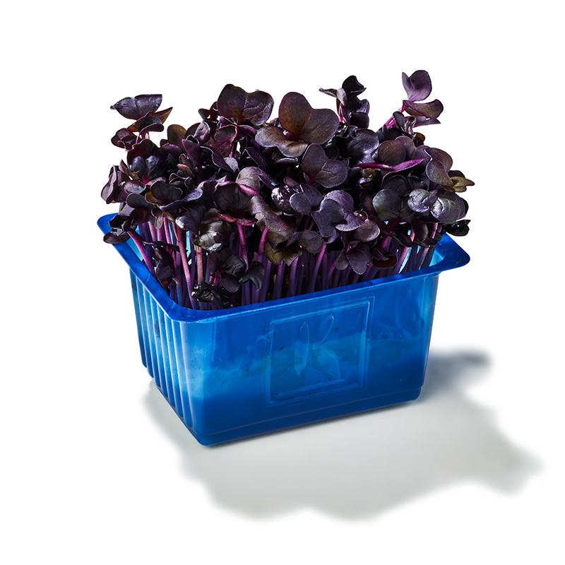 Sakura-Kresse-rot-OWN-D