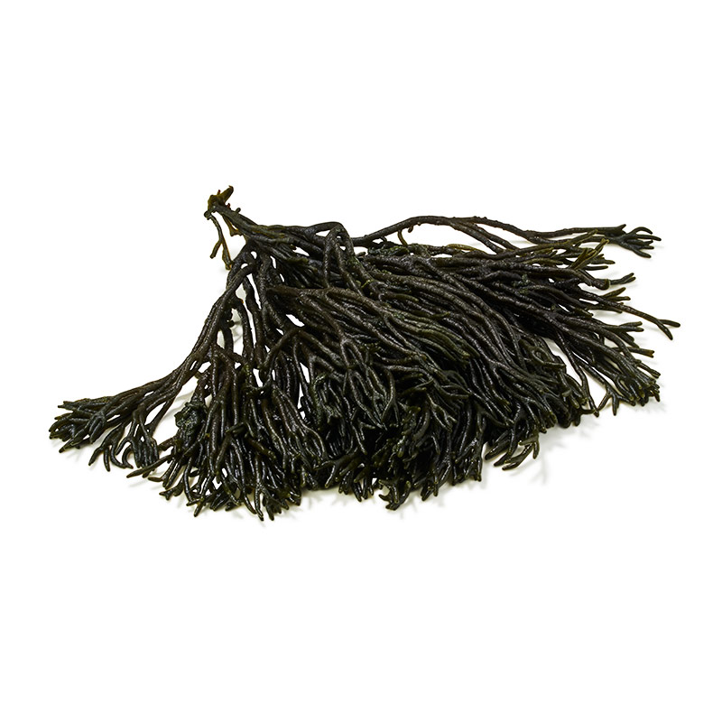 Codium-or46069-OWN-D