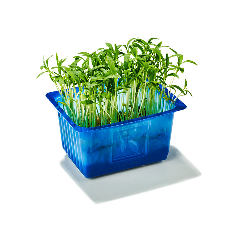 Koriander-Kresse-or24865-OWN-D