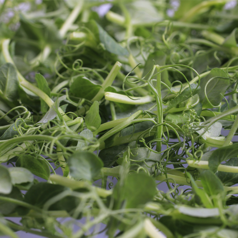 Micro-Pea-Shoots-3 bei R-express Gastronomie Lebensmittel Grosshandel online kaufen