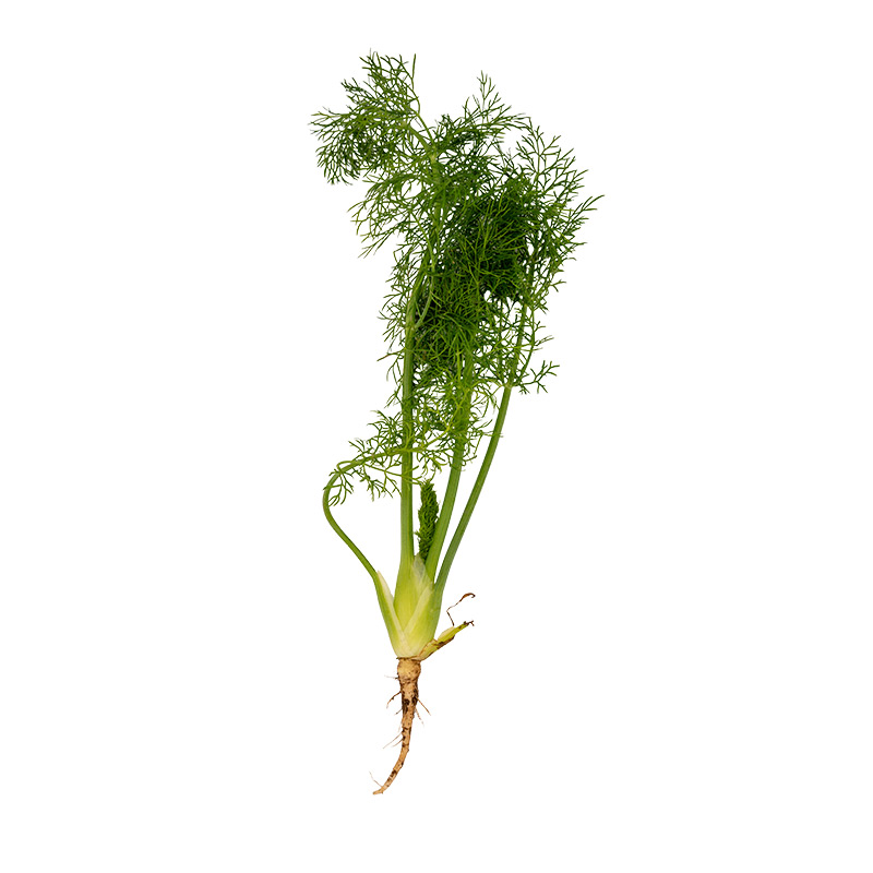 Wilder-Baby-Fenchel-LF