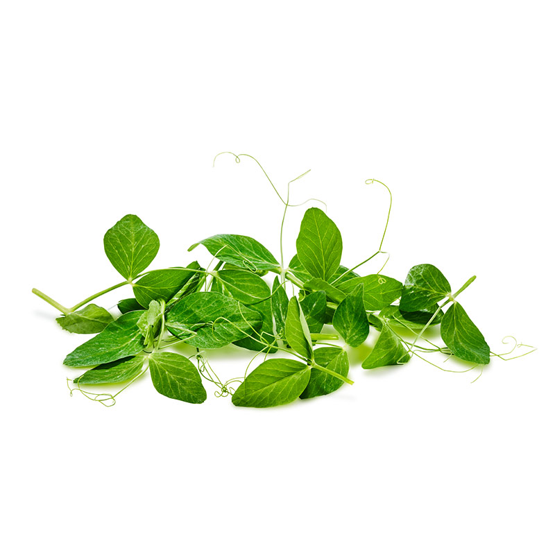 Pea-Shoots-OWN-D-