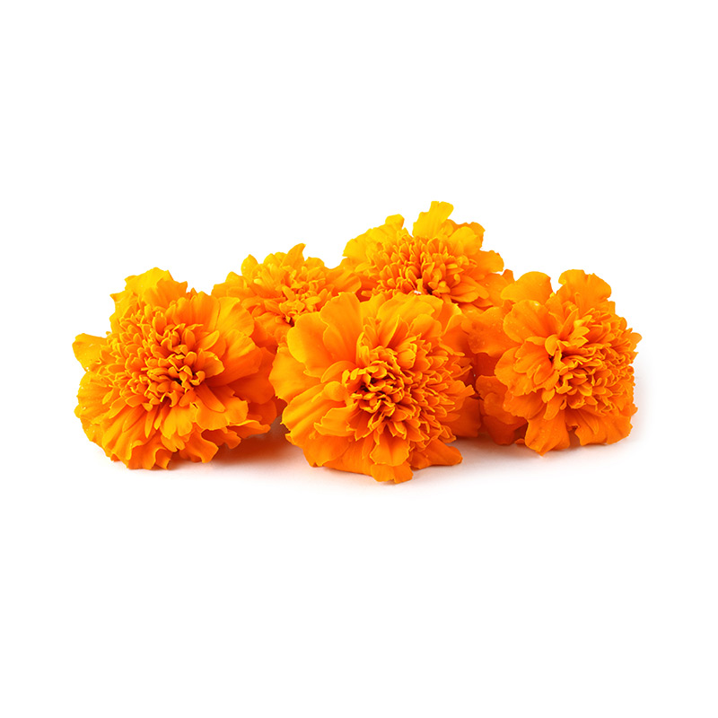 Tagetesblüten-orange-AD