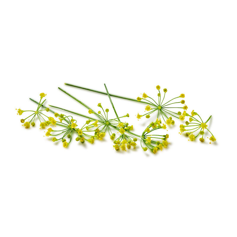 Dillblüten-or46032-OWN-D