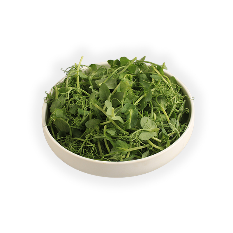 Micro-Pea-Shoots bei R-express Gastronomie Lebensmittel Grosshandel online kaufen