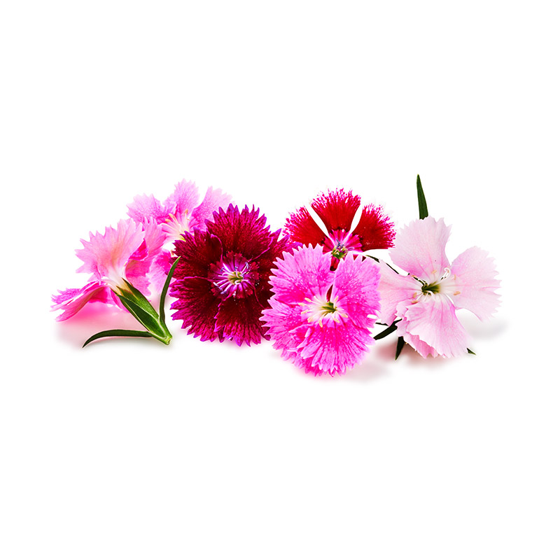 Dianthus-OWN-D-