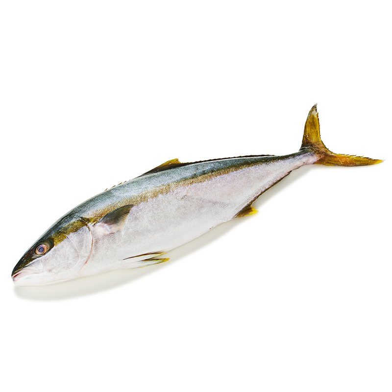 ASC-Hiramasa-Kingfisch-or41555-OWN-D-