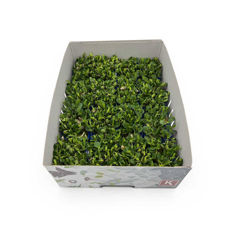 Lupine-Cress-2 bei R-express Gastronomie Lebensmittel Grosshandel online kaufen