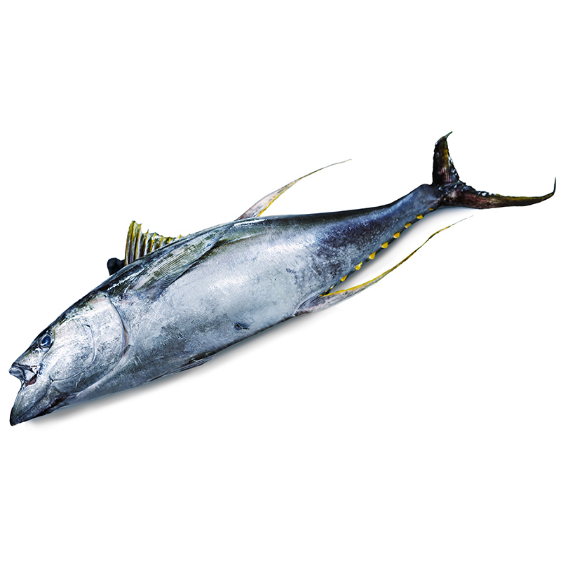 Thunfisch-Yellowfin-v2-OWN-D