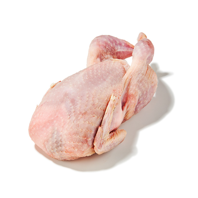 TK-Wachtel-or30660-OWN-D