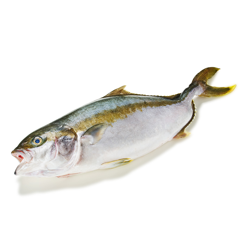 Bernsteinmakrele-OWN-D-