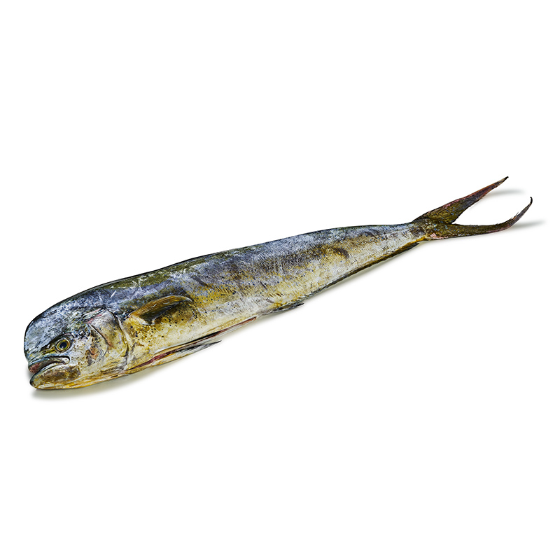 Mahi-Mahi-or2399-OWN-D